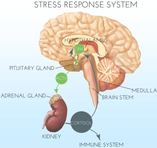 Stressor Stressor TIME Severe Loss of Resiliency Moderate Loss of Resiliency Optimal Pattern Sustained