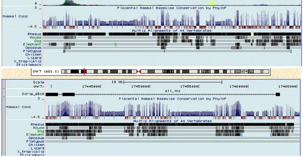 CDK inhibitor treatment. Figure S4 Genomic contexts of three lincrna genes.