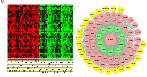 B, The left figure shows the genes in KIF11 related gene set induced (red) or repressed (green) in each array. The bottom bars denote the experiment sets which array belongs to.
