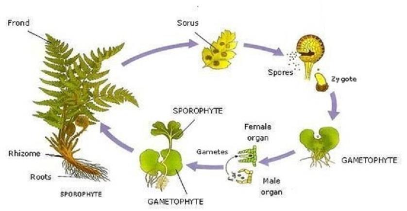 3.2. Sexual reproduction in Plants Plants have alternation of generations. In its life cycle it is possible to distinguish two stages: - Sporophyte. It is the plant that forms spores.