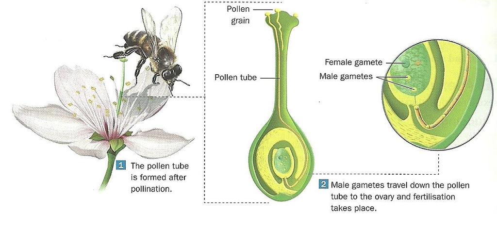 - Fertilisation Fertilisation consists of the union of the male gamete and the female gamete.