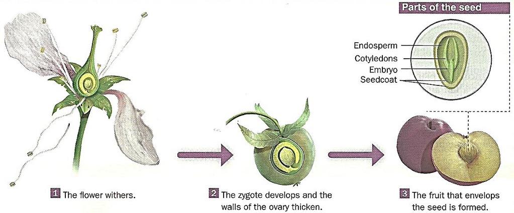 When it arrives to the ovule, join together with the female gamete and the zygote is formed. - Formation of the seed and the fruit The seed is formed from the ovule tissues.