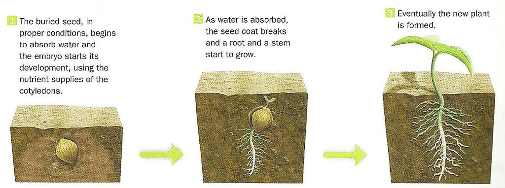 - Dispersion and germination Dispersion of seeds and fruits can occur in the following ways: By animals: - Animals eat plants, but they can't digest the seeds.