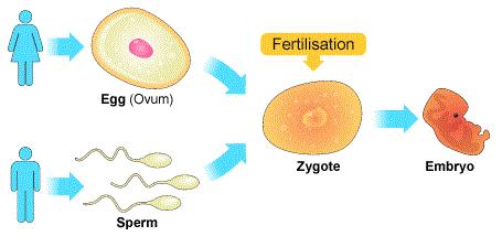 New individuals replace the individuals which die. a) Types of reproduction There are two types of reproduction: - Asexual reproduction: It requires only one progenitor.