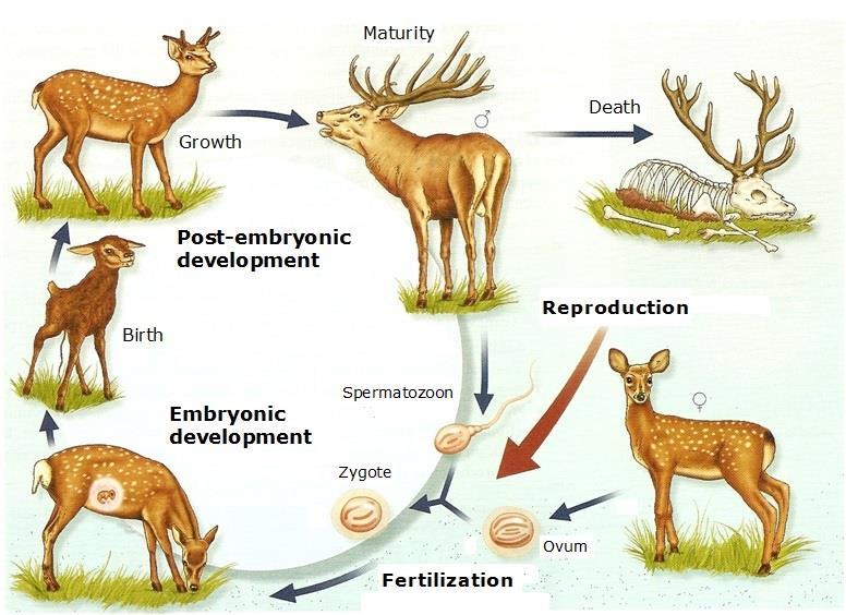 2. Reproduction in Animals. The life cycle is the joint of stages through undergo an organism during its life, from it starts as zigote until it becomes an adult able to reproduce.