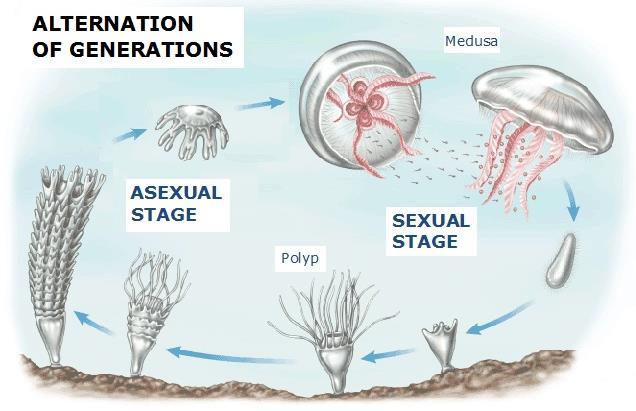 Sexual reproduction in animals usually requires two members of the opposite sex, a male and a female. Each sex has different reproductive organs (gonads) which produce gametes.