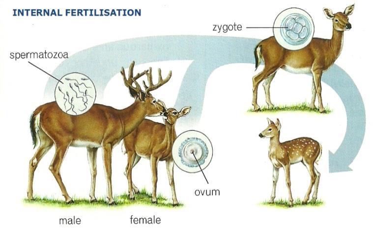 a) Fertilisation Fertilisation is the union of an ovum and a spermatozoon. When they fused, they form a zygote or fertilised egg cell. In many animals fertilisation is preceded by courtship.