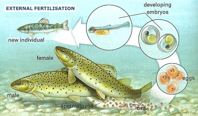 It occurs when the gametes join outside the female s body. It is typical of aquatic animals and some terrestrial ones such as amphibians and some insects which expends a lot of time in water.
