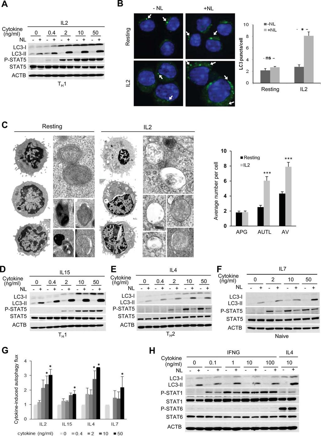 numbers of autophagic vacuoles were significantly increased in IL2-treated cells compared to resting cells (Fig. 3C and S2).