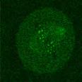 (A) Cells stably expressing GFP-RAMA1 were treated