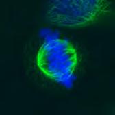 In de opvolgende anafase en telofase worden alle zusterchromatiden uit elkaar getrokken en ieder naar een eigen kant van de cel getrokken.