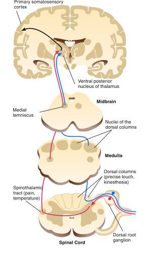 Somatosensory Pathways The dorsal columns carry information related to touch (precisely localized) The spinothalamic tract carries pain and