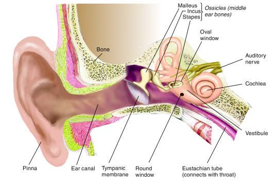 Divisions of the Ear Outer ear: Channel to tympanic