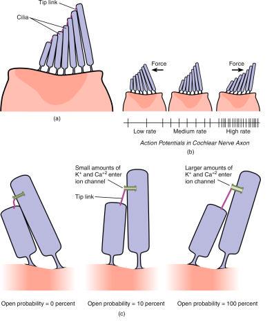 Auditory Transduction Cilia tips are joined by a fiber link Cilia movement produces tension of the link which