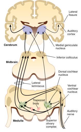 Auditory Pathways Afferent pathways: Through cochlear nuclei To superior olivary nuclei To
