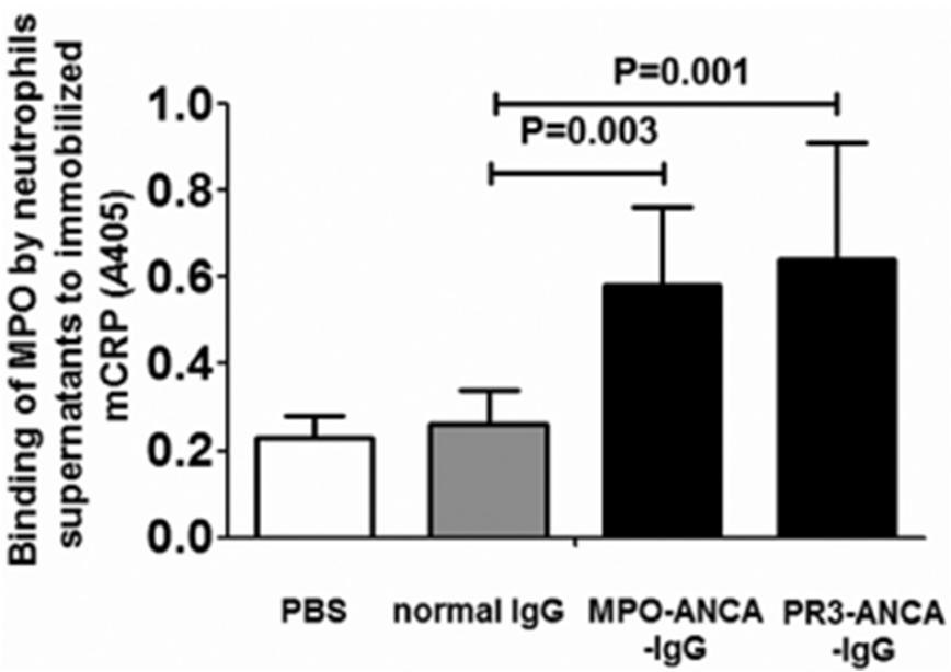 MPO released from ANCA activated neutrophil