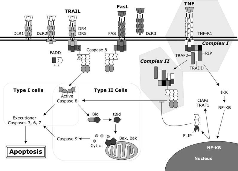 Chapter 2 / The Extrinsic Pathway of Apoptosis 33 Fig. 1. The extrinsic pathway of apoptosis.