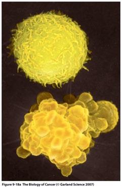 APOPTOSIS - MECHANISM - Apopto&c cell die neatly, without damaging its neighbors.