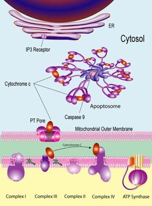 CYTOCHROME C Physiologically transfers electrons during oxida&ve process Sits between inner/ outer mitochondrial