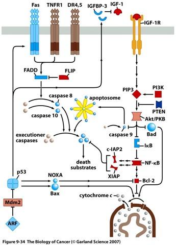 APOPTOSIS AND CANCER Hypermethyla@on of APAF- 1 - > reduced apoptosome forma@on Hyperac@va@on of PI3K - > AKT/PKB pathway: Increased PIP