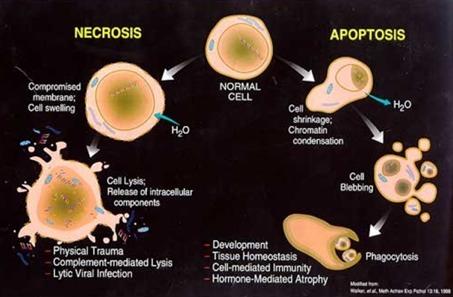 APOPTOSIS vs NECROSIS - - - Inflamma&on response Release of cell content in the surrounding environment Can