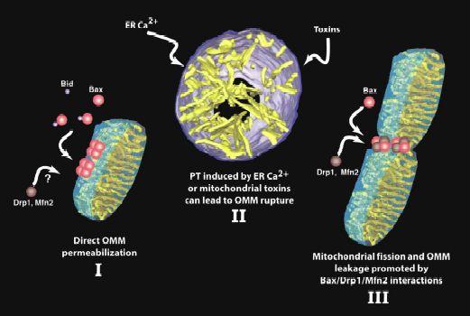 OMM permeabilization, PTP, and Mitochondrial fission