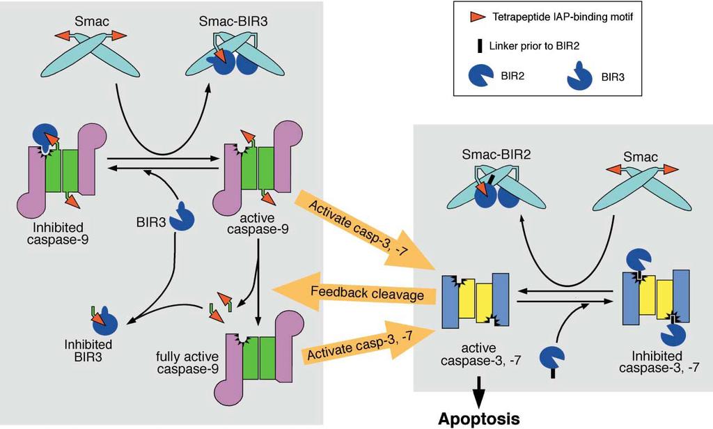 Mechanisms of Caspase Activation and