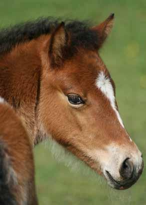 MONTANUS Fohlenstarter For healthy and strong foals. Montanus Fohlenstarter is fed as first supplementary feed together with hay.