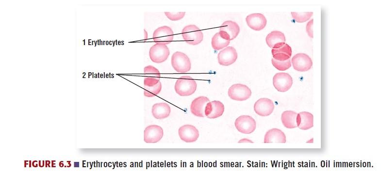 Erythrocytes (RBC) Erythrocytes (1) are the most abundant elements and the easiest to identify. Erythrocytes (RBCs) are enucleated (without a nucleus) and stain pink with eosin.