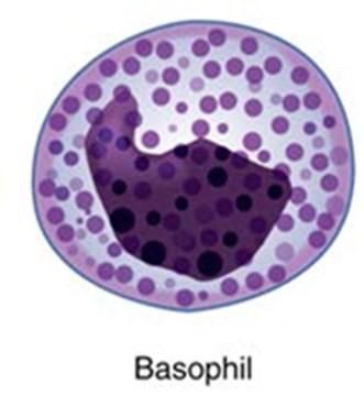 Granular leukocytes 3. Basophils <1% of the total leukocyte count. Slightly smaller than neutrophils and eosinophils at 8 10 μm in diameter.