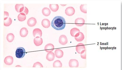 Agranular leukocytes Agranular leukocytes have few or no cytoplasmic granules and exhibit round to nuclei. Lymphocytes vary in size from cells smaller than erythrocytes to cells almost twice as large.