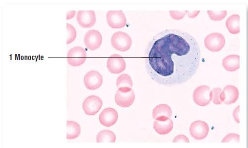 Agranular leukocytes 2. Monocytes originate from myeloid stem cells. 2 8 % of the total leukocyte count.