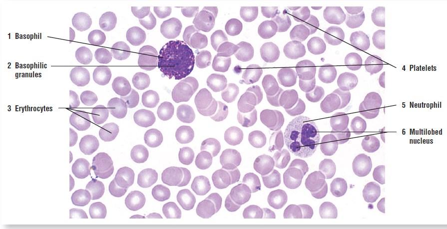 The blood A high-magnification photomicrograph of a human blood smear shows erythrocytes (3), a basophil (1), a neutrophil (5), and platelets (4).