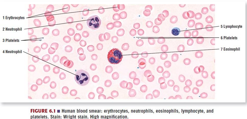 The blood Microscopic examination of a stained blood smear reveals the major blood cell types. Erythrocytes, or RBCs, are non-nucleated cells and are the most numerous blood cells.