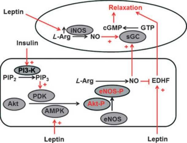 Figure 10. Effects of leptin in the vascular wall of aortic vesselsl in human.