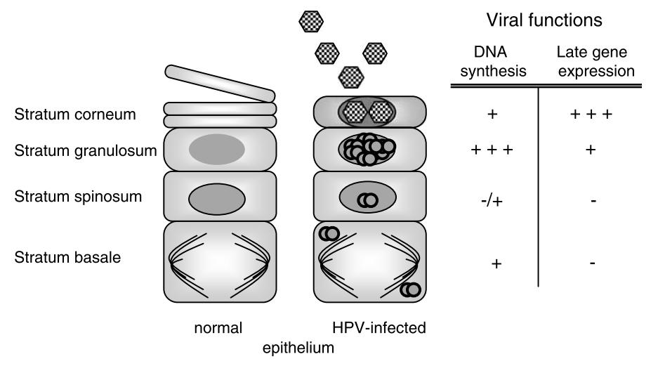 284 Human Papillomavirus and Related Diseases From Bench to Bedside A Clinical Perspective late viral gene (L1 and L2) expression is initiated; and structural proteins, as such capsid proteins, are