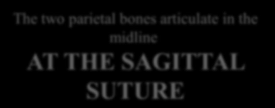 parietal bones articulate in the