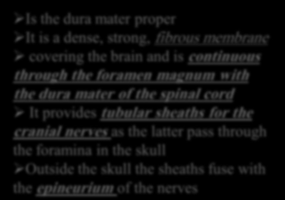 through the foramen magnum with the dura mater of the spinal