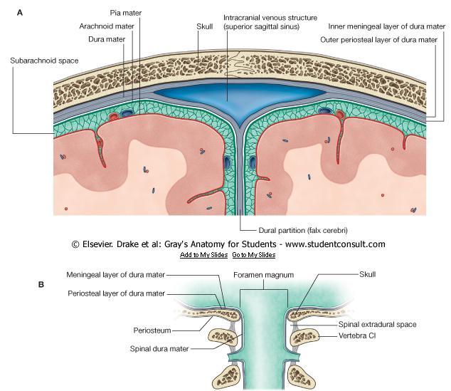 meningeal layer sends inward FOUR SEPTA 1-THE FALX CEREBRI