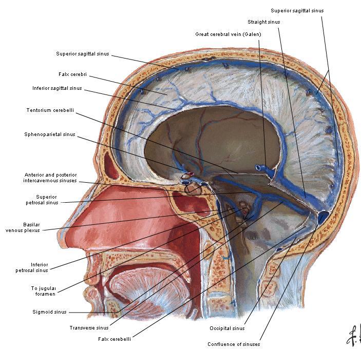 upper surface of the Tentorium cerebelli The superior sagittal sinus runs in its upper fixed margin the inferior