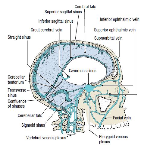 THE INFERIOR SAGITTAL SINUS lies in the free lower margin of the falx cerebri It runs