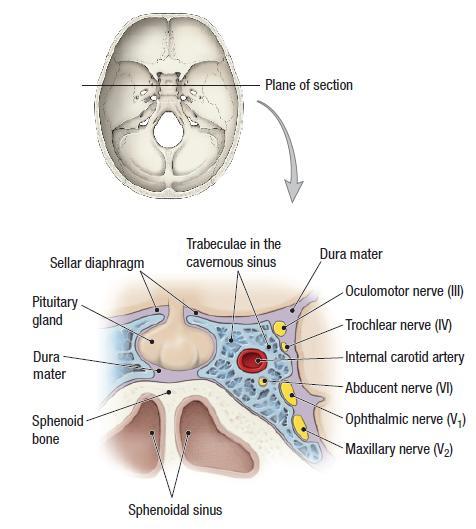 central vein of the retina The sinus drains posteriorly into: the