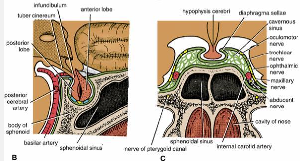 inferior petrosal sinuses, which run along the upper