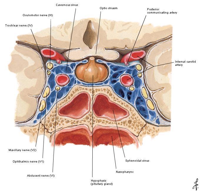 Pituitary Gland (Hypophysis Cerebri) The pituitary