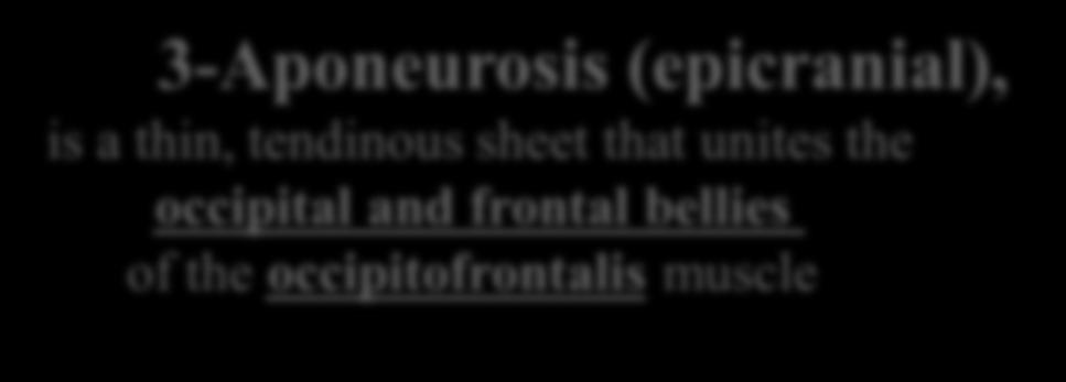 3-Aponeurosis (epicranial), is a thin, tendinous sheet that unites the occipital and frontal