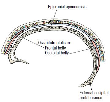 It is limited in front and behind by the origins of the occipitofrontalis muscle, and it extends