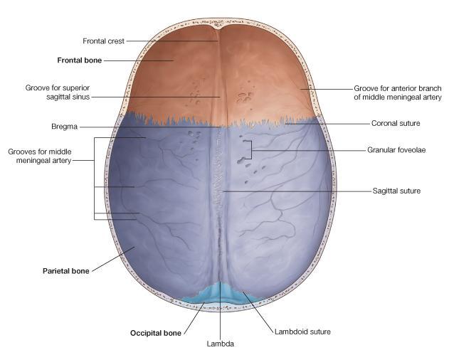 The Cranial Cavity 4-In the midline is a