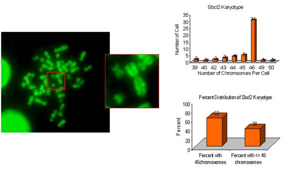 A. B. Figure 33 SbCl2 melanoma cells are near diploid (A) Metaphase spreads were performed on SbCl2 cells and the chromosomes were stained with DAPI and pseudocolored green for contrast.