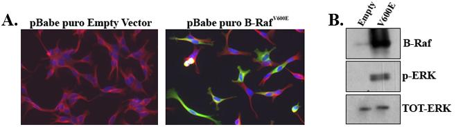 Figure 34 Exogenous expression of B-Raf V600E in SbCl2 cells Retroviral expression of B-RafV600E or empty vector control in SbCl2 melanoma cells that endogenously express WT B-Raf.