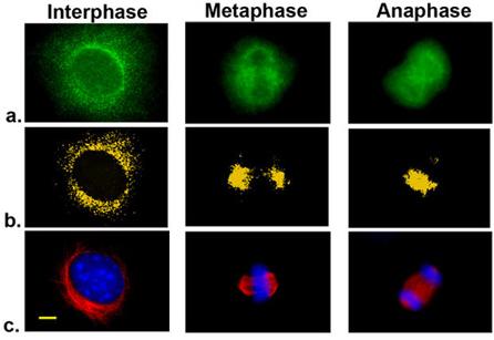 Figure 6. B-Raf localizes to the mitotic spindle in NIH 3T3 cells a. Immunofluorescence staining of endogenous B-Raf protein. a. B-Raf; b threshold analysis depicting regions of strong B-Raf enrichment; c.